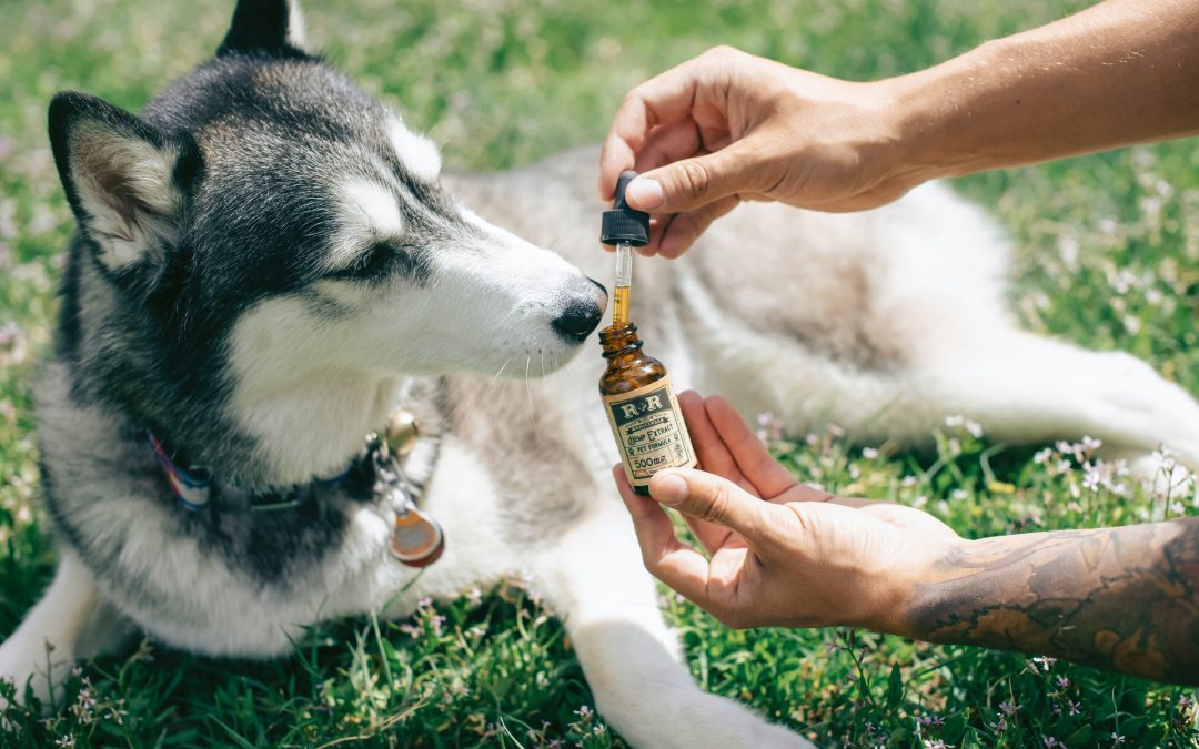 Les bienfaits du CBD sur les animaux